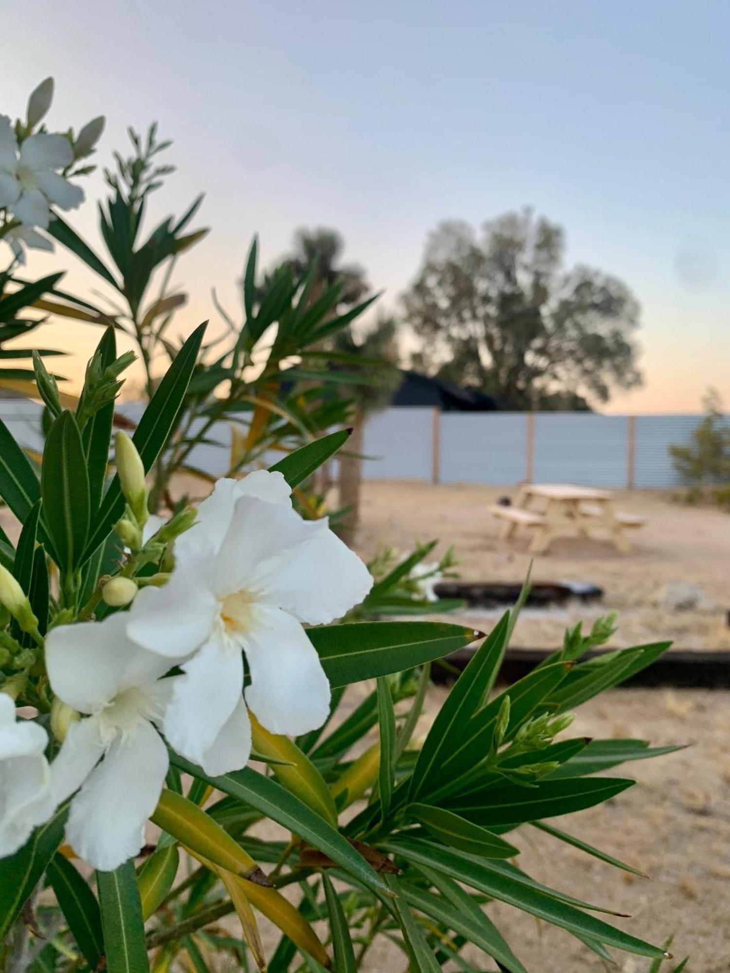 Casa Agave: Comfy Joshua Tree Cottage With Free Breakfast Bar Екстер'єр фото